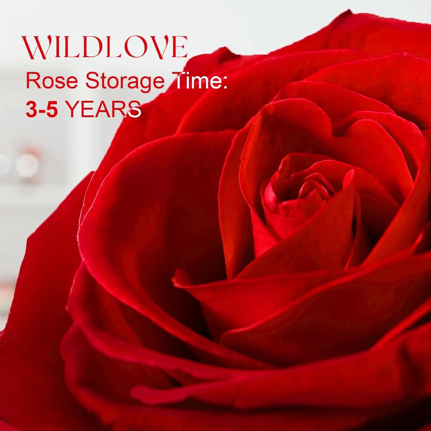 WILDLOVE Preserved Real Rose with I Love You Necklace - The Perfect Gift for Women, Moms, Grandmas, Wives, and Girlfriends for Any Occasion